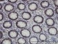 SUPT5H Antibody (monoclonal) (M01)